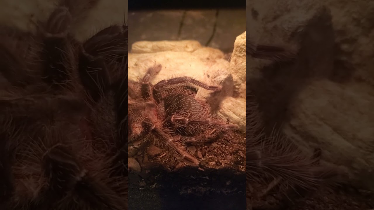 Update on Larger 5" Brazillian Pink Bird Eater. I Don't Muck With this one, lol.