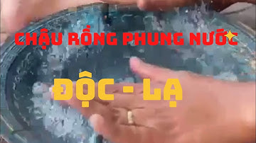 🔴🔴Chậu rồng phung nước độc lạ của nhà hội đồng xưa .0901008876 #đồxưa #đồcổ #đồcổcầnthơ #đồđộclạ