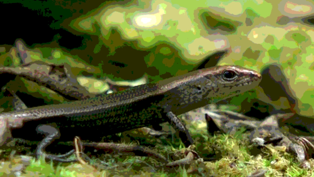 Australian Common Garden Skink Or Pale Flecked Garden Sunskink