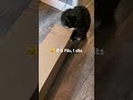 Cat plays with box