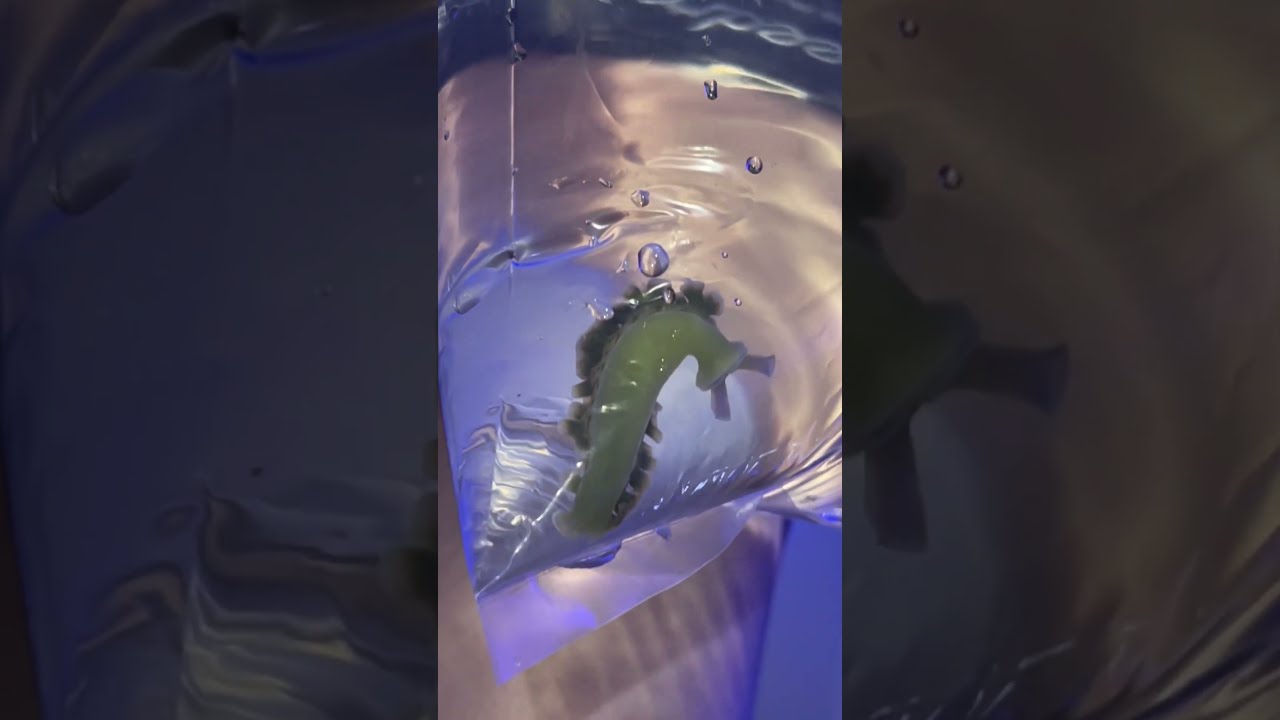 Did I Finally Beat The Parasite In My Fish Tank 