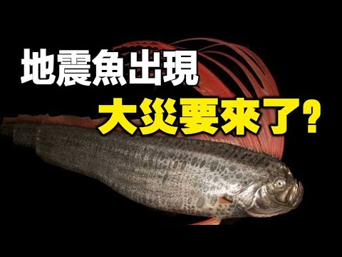🔥🔥再地震❗日本又爆6.0级地震❗还有海啸大地震要来了❓渔民发现“地震鱼”❗5大预言家预测成真❗