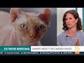 Dog owner warns of 'heartbreaking' consequences of over-breeding for 'designer traits'
