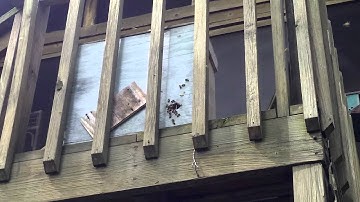 Scouting at a swarm trap