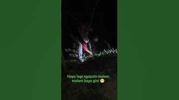 KEPERGOK LAGI BONGKAR POHON SINGKONG 😄