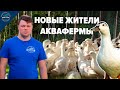 Разведение уток. Новый проект на АкваФерме.