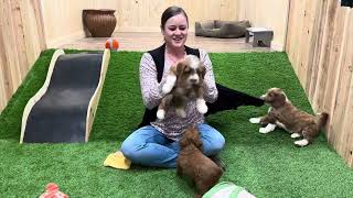 Olive x Yellowstone’s Goldendoodle Puppies - Group 1 ( Jim, Darryl, and Kevin) by Cane Creek Goldendoodles 273 views 3 months ago 3 minutes, 8 seconds