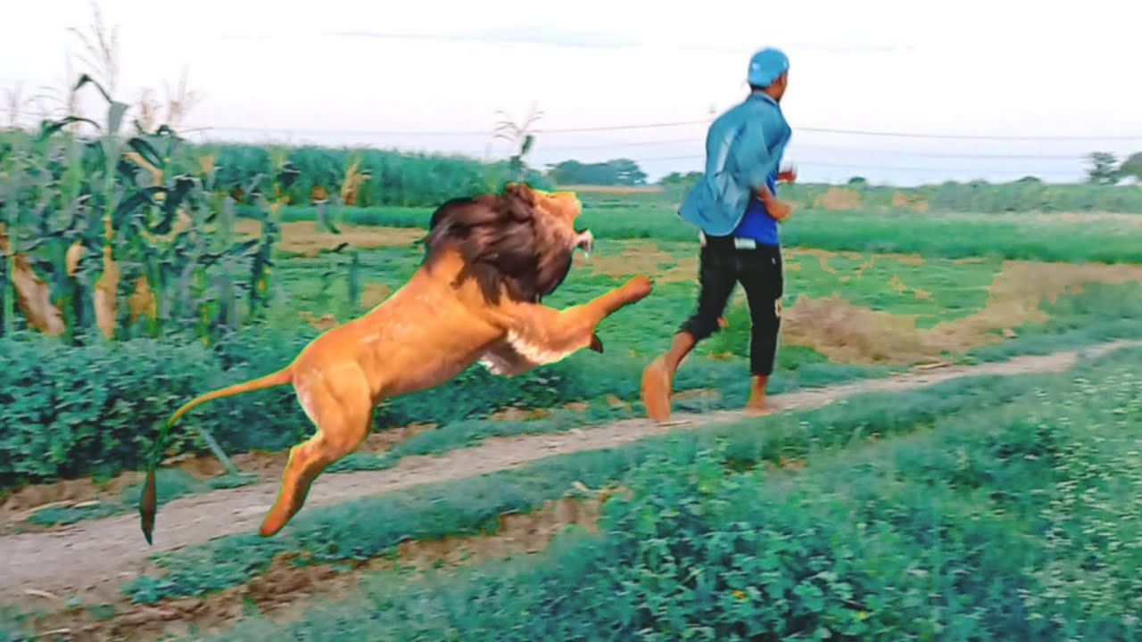 Tiger Attack Man in Forest | Tiger Attack magic vfx made move part -1