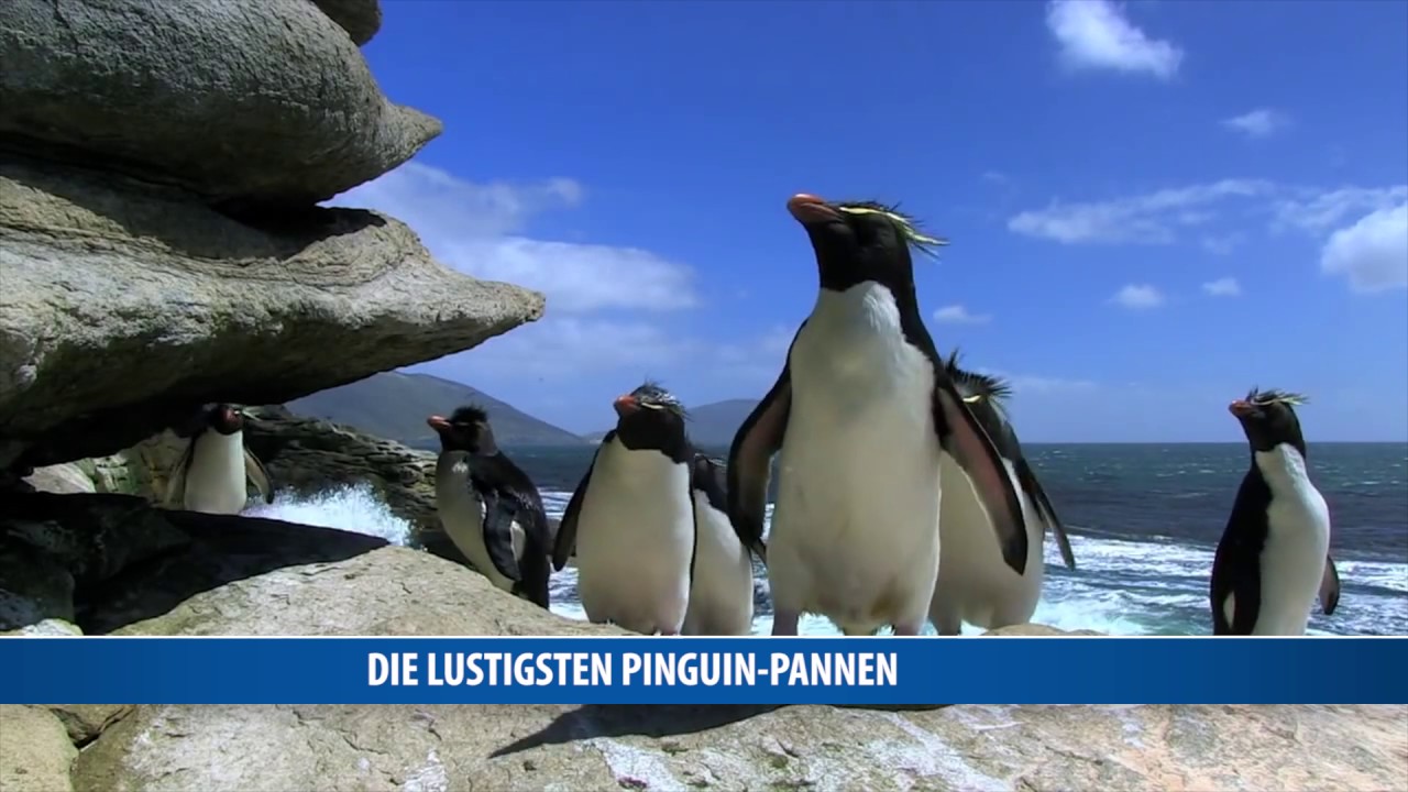 herrH - Ich bin ein Pinguin (Videoclip)