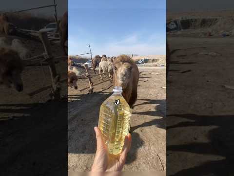 خطأ بسيط بالصحراء يهدد حياة قطيع كامل!