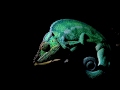 Chameleon made in La Reunion