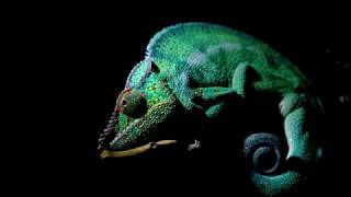 Chameleon made in La Reunion