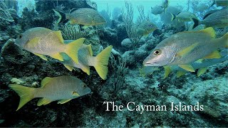 Scubaverse trip to the Cayman Islands: Discovering the Cayman Islands underwater