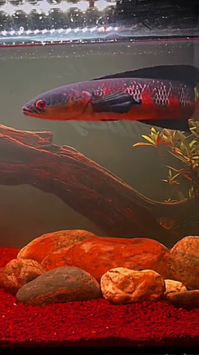 Red Barito Channa ❤️ #deewaraya #fish #channatoman #aquarium #redbarito #snakheadfishkeeper #short