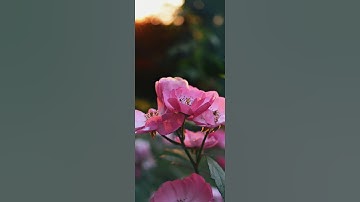 سورة الضحى 💗 عثمان مشعل الحداد