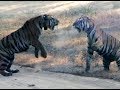 Tigers, Kanha National Park, India