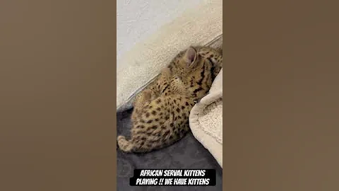 Watch the video about OUR AFRICAN SERVAL KITTENS PLAYING !! WE HAVE KITTENS !! #f1savannah #africanserval #bengal #serval