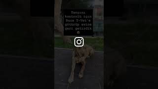 24 Nisan 2006 İzmir içi veteriner transferi #pettaksi #petnakil #pettransfer #pettaşıma #köpek