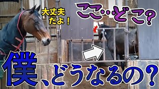 1週間前まで現役だった競走馬を引き取った次の日の朝。不安いっぱいのエナキョウ号…彼に精一杯の愛情を注いでいきます。『引退競走馬のセカンドライフ』【ツルマルボーイ様のシモベ】