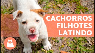 Os melhores LATIDOS de CACHORROS FILHOTES   Fofos demais!