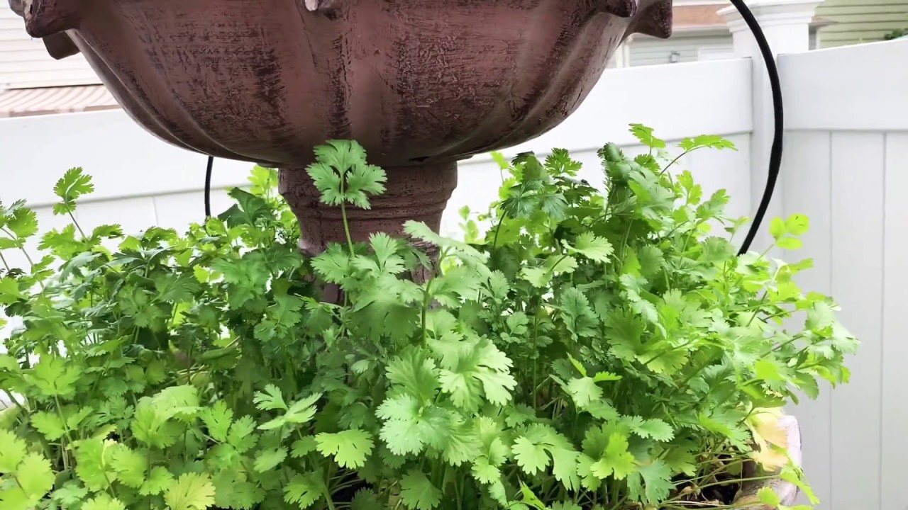 Harvesting cilantro backyard garden - YouTube