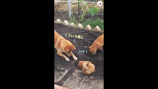先輩柴犬からイタズラのレッスンを受ける子柴犬たち。すると… #Shorts