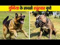 ये हैं दुनिया के सबसे आक्रामक कुत्ते | Most Dangerous Dog Breeds in the World