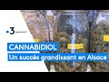 Alsace  le succs grandissant du cannabidiol cbd