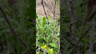 Tiger Caterpillar #cryoprotectants, #setae, #batesianmimcry, #posematism