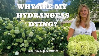 Why Are My Hydrangeas Dying ? Kelly Lehman