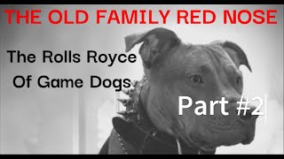 The Old Family Red Nose - The Rolls Royce Of Game Dogs (Part 2) by GOOD GUARDIAN K9 (Working Dog) 815 views 4 days ago 16 minutes