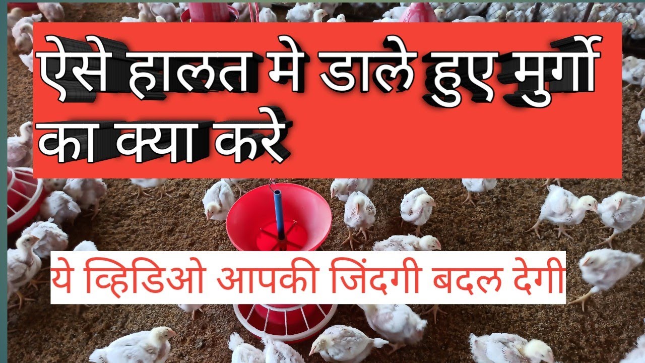 How to manage poultry in this situation/ today's poultry update / today