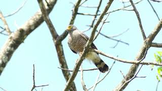 Roadside Hawk Ruis Magnirostris Magnirostris, French Guiana