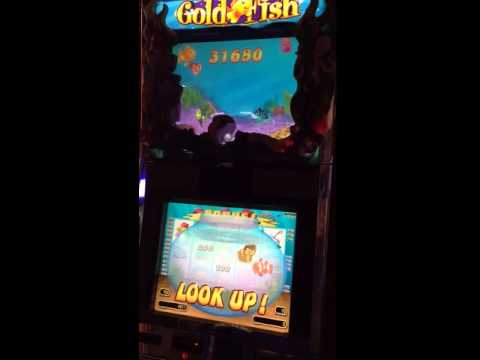 From $5 to a Fortune! This Guy Broke the Casino 💰