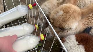 Bottle baby alpacas!! Pt 2