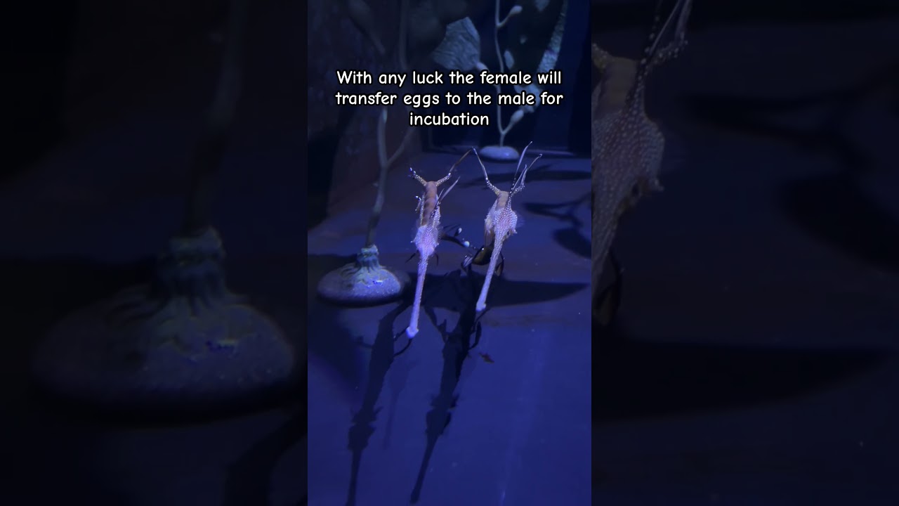 Seadragon Courtship Caught On Camera 💕 