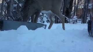 Deer video, 2014