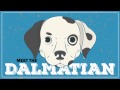 Dalmatian  | CKC Breed Facts &amp; Profile