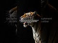 Les tigresses imitent des cris pour attirer leurs proies 🐯 #fyp #wyzr #science #vid