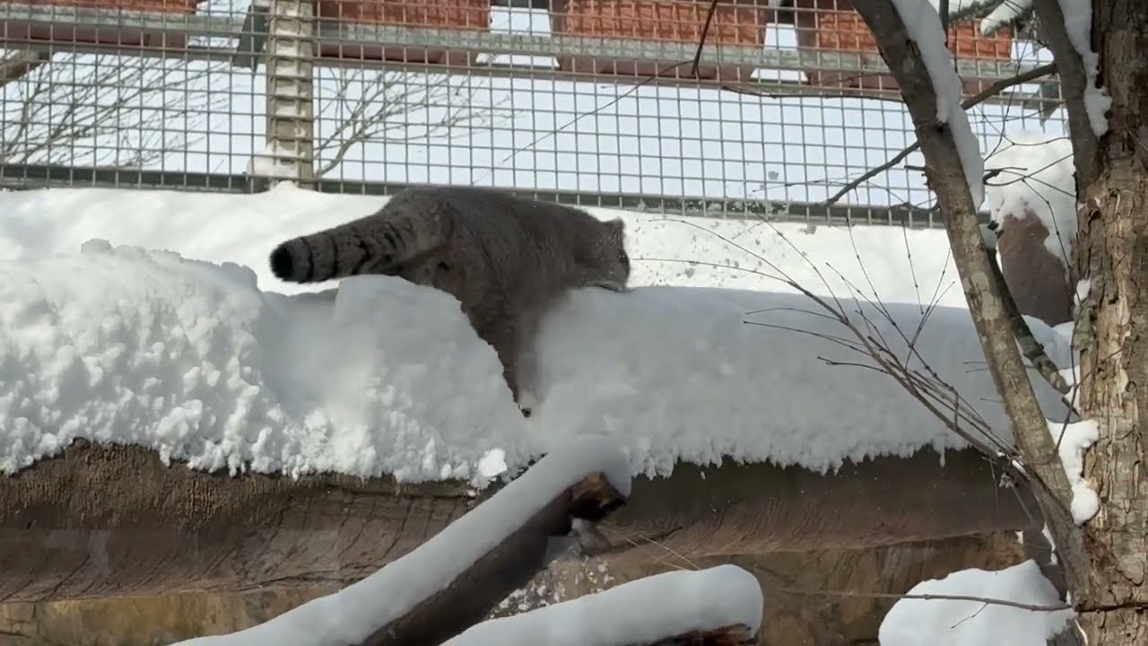 あ　危ない〜　あ　落ちた❣️ナゴムくん気をつけて〜　マヌルネコ　那須どうぶつ王国　2026年1月12日