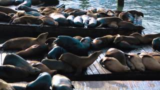 Travel Guide to San Francisco Bay Area, California