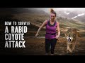 How to Survive a Rabid Coyote Attack