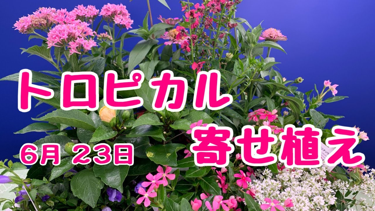 夏の華やかお花畑のような寄せ植え ハイビスカス八重 #プランツ