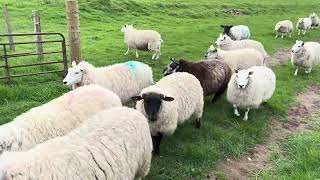 I Bought Cheap Sheep Net 20Roll