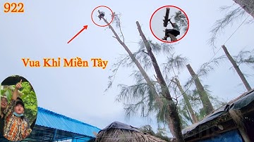 Thót tim khi Vua Khỉ Miền Tây cheo leo trên ngọn cây Dương để cưa khớp khúc . Cutting poplar tree .