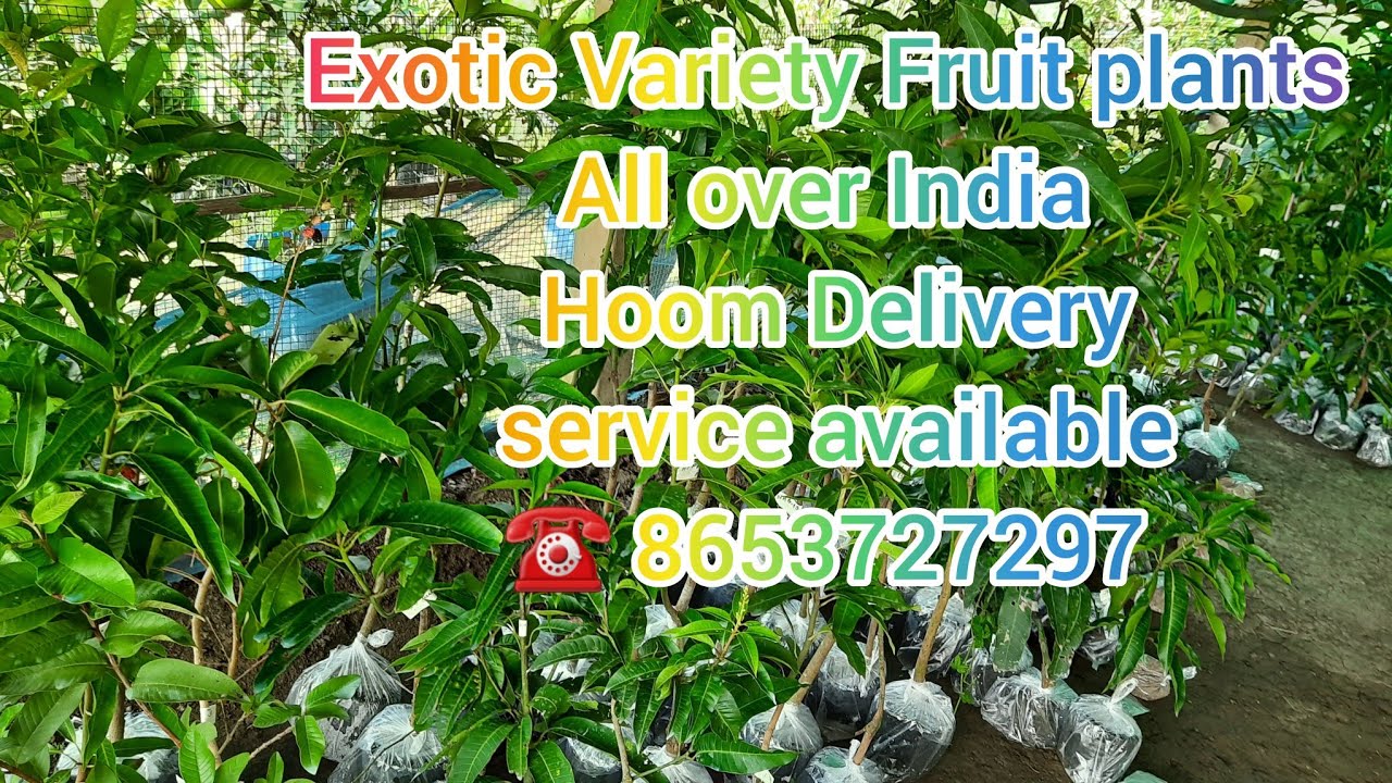 Online plants Home Delivery All over India 🇮🇳 YouTube