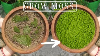 How to Propagate Your Own Moss In Containers | Plantivore.