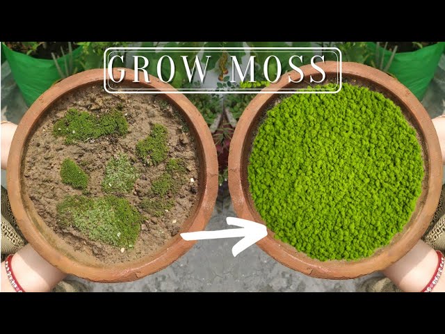 3 Simple ways to Grow Moss — Simply Native