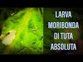 Larva di Tuta Absoluta Pomodoro moribonda dopo il trattamento