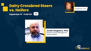 Webinar: Dairy Crossbred Steers vs. Heifers